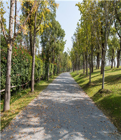 上海閔行馬橋露骨料透水混凝土項(xiàng)目